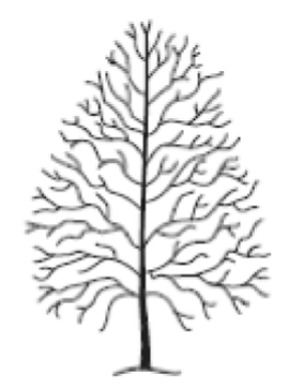 A tree that needs thinning.