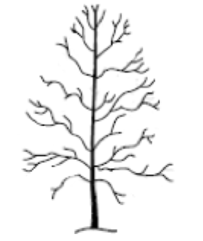 Tree with crown thinned.
