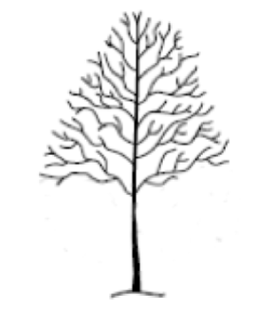 Tree with crown lifted.