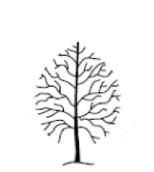 Tree with reduced crown.